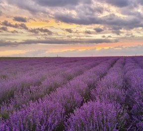 Фотосессия в Провансе, для нее, подарочные сертификаты