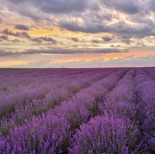 Фотосессия в Провансе, фото 3.