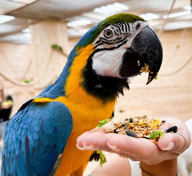 Посещение дома попугаев, фото 13.