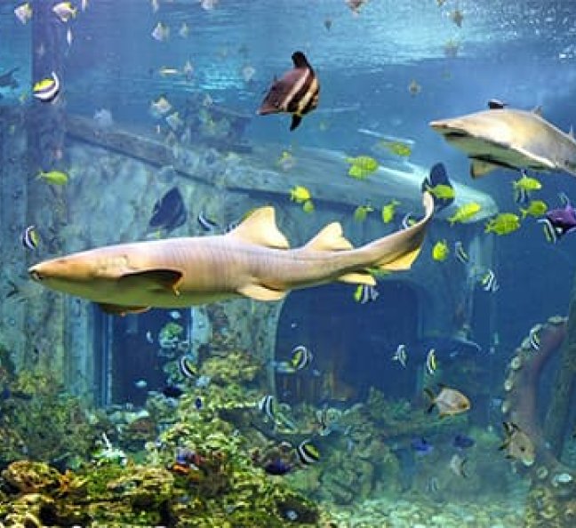 Посещение океанариума, фото 12.