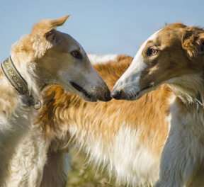 Царская охота с борзыми, для него, подарочные сертификаты
